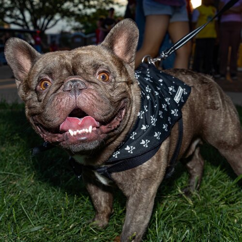 Loki the French Bulldog, Lori Montoya's real estate mascot